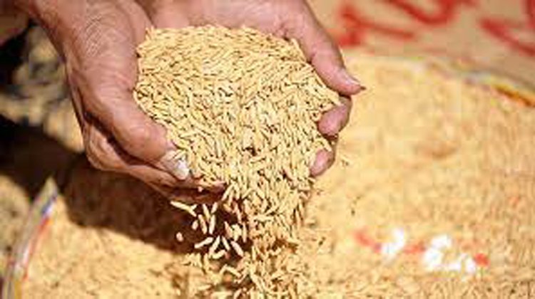 ধান সংগ্রহ হয়েছে মাত্র ৪০ শতাংশ, চাল শতভাগ