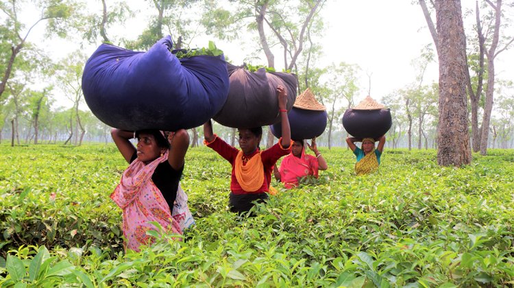 শ্রীমঙ্গলে এখন চায়ের ভরা মৌসুম