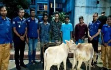 বড়লেখায় ৩টি চোরাই গরুসহ ৫ জন আটক