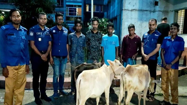 বড়লেখায় ৩টি চোরাই গরুসহ ৫ জন আটক