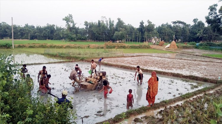কমলগঞ্জে দেশি মাছের আকাল