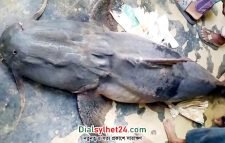 কানাইঘাটে নদীতে ধরা পড়ল ২ মণ ওজনের বাঘাইড়