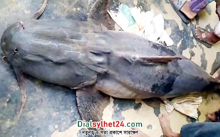 কানাইঘাটে নদীতে ধরা পড়ল ২ মণ ওজনের বাঘাইড়