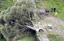 যুক্তরাজ্যের সবচেয়ে বিখ্যাত গাছ কেটে ফেলায় কিশোর আটক