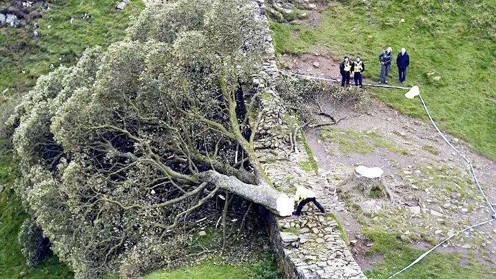 যুক্তরাজ্যের সবচেয়ে বিখ্যাত গাছ কেটে ফেলায় কিশোর আটক