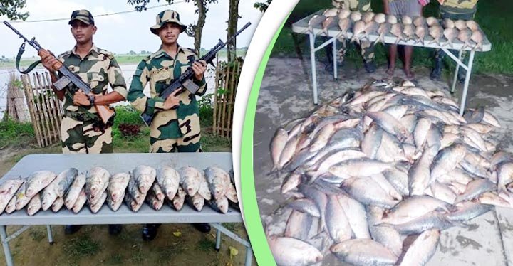 বাংলাদেশ থেকে ভারতে পাচারকালে ৮ মণ ইলিশ উদ্ধার
