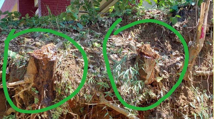 জুড়ীতে কমর উদ্দিন সরকারি প্রাথমিক বিদ্যালয়ের প্রধান শিক্ষক ফুলবান বেগমের বিরুদ্ধে দুইটি গাছ নিলাম ছাড়াই বিক্রি করে দেওয়ার অভিযোগ