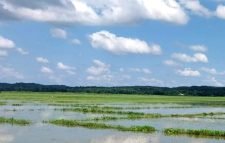 কুলাউড়ায় গোগালি ছড়ার বাঁধ কেটে মাটি বিক্রি
