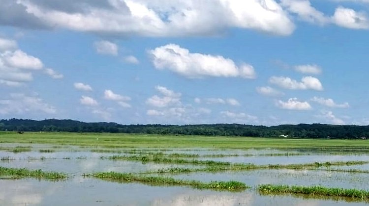 কুলাউড়ায় গোগালি ছড়ার বাঁধ কেটে মাটি বিক্রি