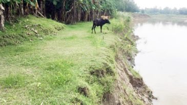 কমলগঞ্জে ধলাই নদীর ভাঙন, ঝুঁকিতে রামপাশাবাসী