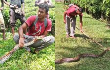 মৌলভীবাজারে চা বাগানে পাওয়া গেল অজগর!