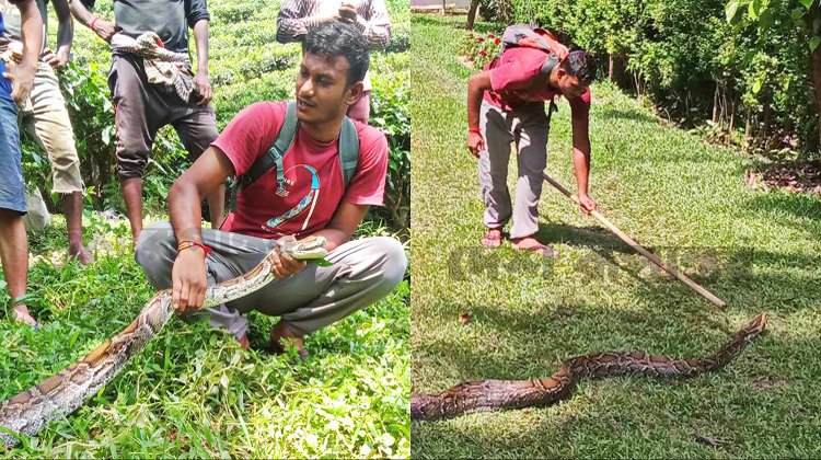 মৌলভীবাজারে চা বাগানে পাওয়া গেল অজগর!