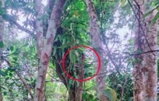 বড়লেখায় পল্লীবিদ্যুতের ঝুঁকিপূর্ণ লাইন যেন মৃত্যুফাঁদ