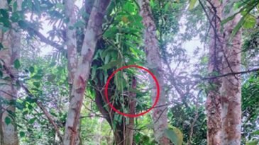 বড়লেখায় পল্লীবিদ্যুতের ঝুঁকিপূর্ণ লাইন যেন মৃত্যুফাঁদ