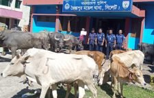 জৈন্তাপুরে ভারতীয় গরু-মহিষ ও চিনি জব্দ, আটক ৪