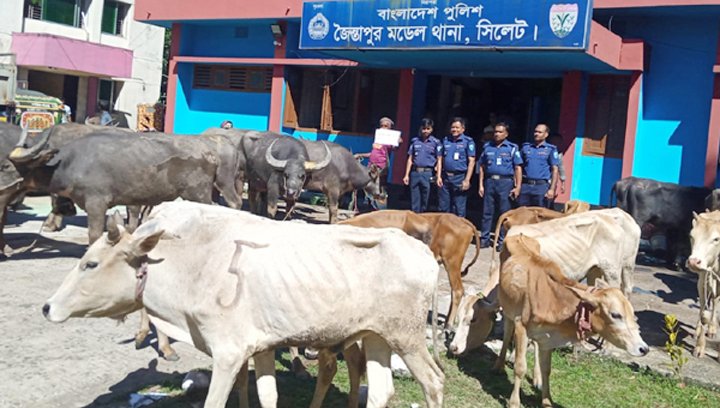 জৈন্তাপুরে ভারতীয় গরু-মহিষ ও চিনি জব্দ, আটক ৪