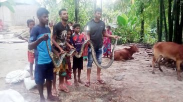 লাউয়াছড়া উদ্যানে অবমুক্ত অজগর সাপ