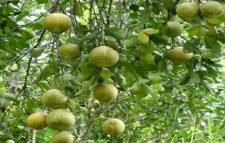 জুড়ীতে জাম্বুরার বাম্পার ফলনঃ ভালো দাম থাকায় চাষিদের মাঝে বাড়ছে আগ্রহ