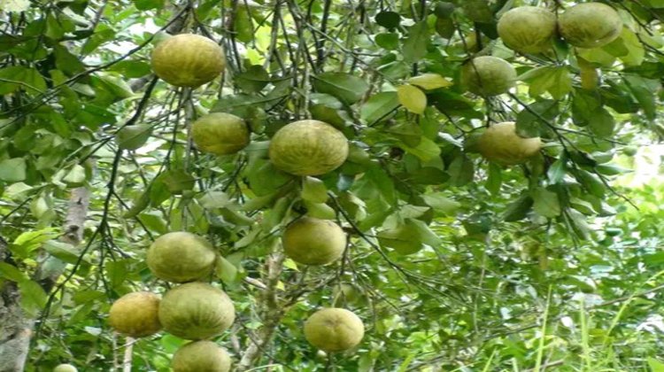 জুড়ীতে জাম্বুরার বাম্পার ফলনঃ ভালো দাম থাকায় চাষিদের মাঝে বাড়ছে আগ্রহ