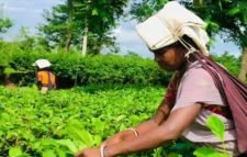 অপরুপ সাজে ফুলতলা ও রাজকী চা বাগান