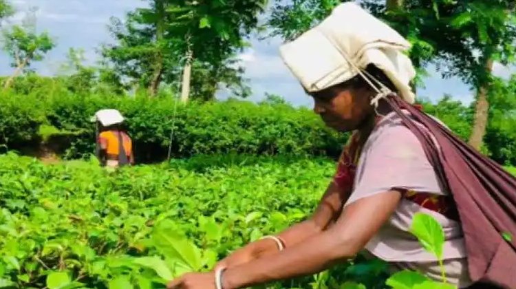 অপরুপ সাজে ফুলতলা ও রাজকী চা বাগান