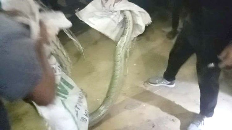 জুড়ীতে ৮ ফুট লম্বা অজগর আটক