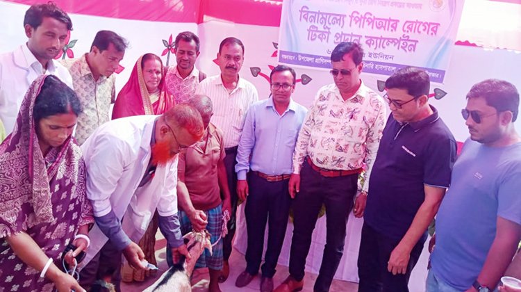 কুলাউড়ায় পিপিআর টিকা কার্যক্রম পরিদর্শনে বিভাগীয় পরিচালক