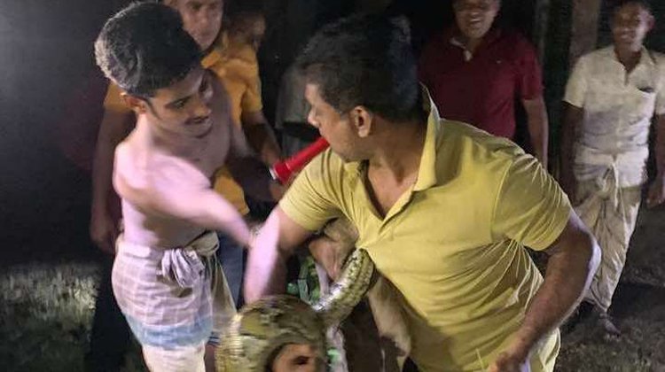 শ্রীমঙ্গলে পৃথক স্থান থেকে ২টি অজগর উদ্ধার