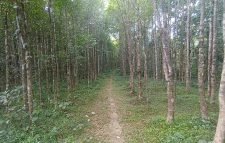 দেশে গ্যাসবিল বৃদ্ধি ও অর্থনৈতিক সংকটে বন্ধ হয়ে যাচ্ছে আগর-আতরের কারখানাগুলো