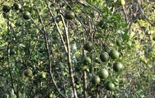 দেশজুড়ে জুড়ীর কমলার সুনাম থাকলেও দিন দিন কমছে বাগান!