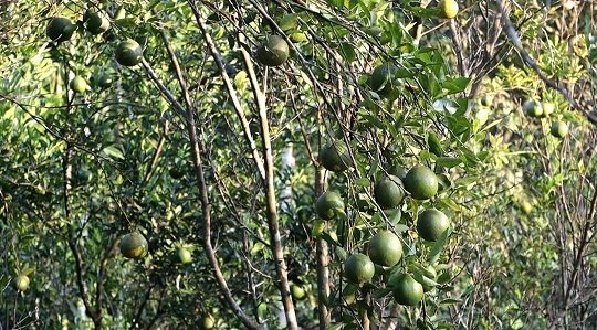 দেশজুড়ে জুড়ীর কমলার সুনাম থাকলেও দিন দিন কমছে বাগান!