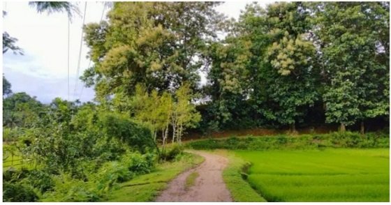 জুড়ীর লাঠিটিলায় হচ্ছে  বঙ্গবন্ধু সাফারি পার্ক