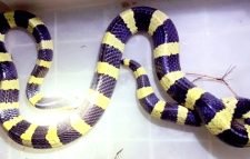 বাসার ভেতর থেকে বিষাক্ত শঙ্খিনী সাপ উদ্ধার