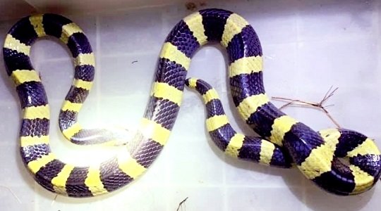 বাসার ভেতর থেকে বিষাক্ত শঙ্খিনী সাপ উদ্ধার