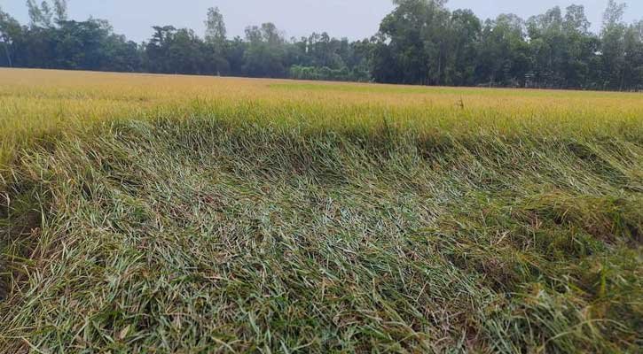 ঘূর্ণিঝড় ‍‍`মিধিলির‍‍` প্রভাব শ্রীমঙ্গলে দিনব্যাপী বৃষ্টিতে স্থবির জনজীবন; ব্যাপক ক্ষতি ফসলের