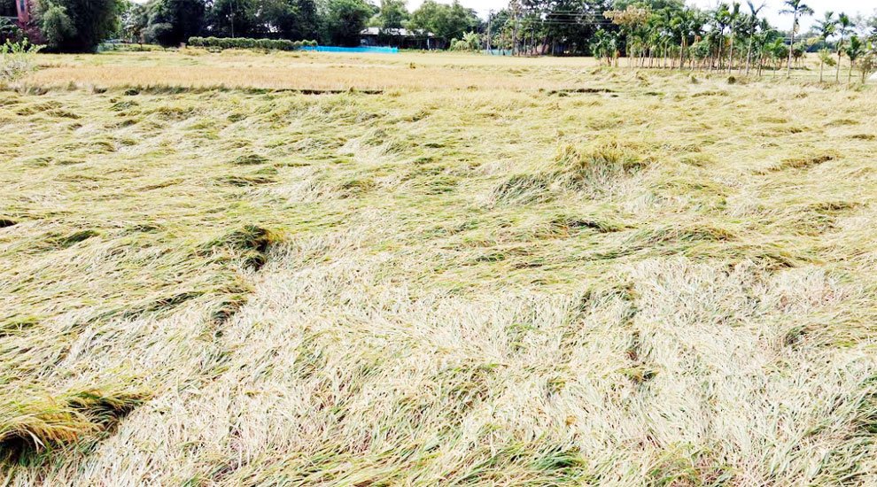 ঘুর্ণিঝড় মিধিলির প্রভাবে আমন ধান ও শীতকালীন সবজীর ব্যাপক ক্ষতি