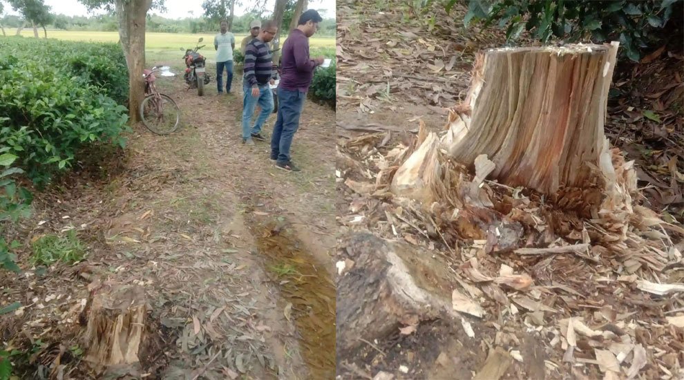 পাত্রখোলা চা বাগান থেকে আকাশমনি গাছ চুরি