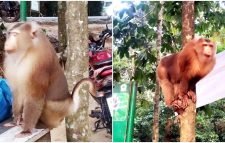 কমলগঞ্জের লাউয়াছড়া বনে উল্টোলেজি বানর