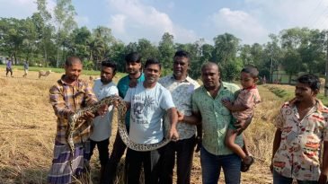 শ্রীমঙ্গলে ধান ক্ষেতে থেকে ১০ ফুট লম্বা এবং ১৩ কেজি ওজনের অজগর সাপ উদ্ধার