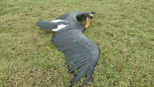 অসুস্থ মদনটাক পাখি উদ্ধার