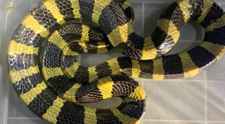 শ্রীমঙ্গলে প্রধান শিক্ষকের বাসা থেকে বিষাক্ত শঙ্খিনী সাপ উদ্ধার