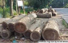 মৌলভীবাজারে ৩ কোটি টাকার বৃক্ষ কেটে বিক্রি