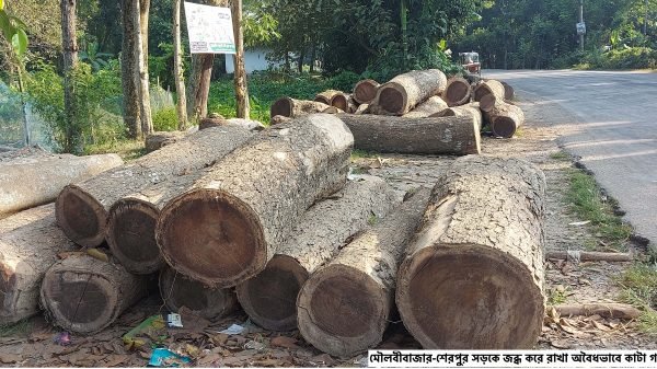 মৌলভীবাজারে ৩ কোটি টাকার বৃক্ষ কেটে বিক্রি