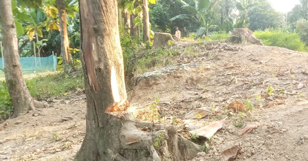 অর্ধশত সেগুন গাছ উধাও! বনবিভাগসহ সংশ্লিষ্ট কর্তৃপক্ষও নীরব