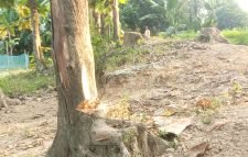 অর্ধশত সেগুন গাছ উধাও! বনবিভাগসহ সংশ্লিষ্ট কর্তৃপক্ষও নীরব