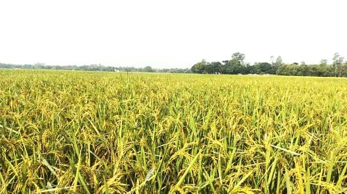 রোপা আমন ধানের বাম্পার ফলন