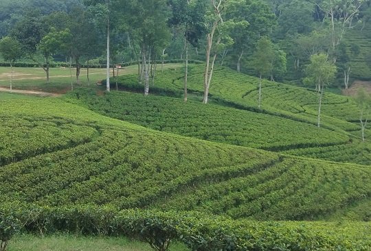 গত বছরের তুলনায় ৮৩ লাখ কেজি চা বেশি উৎপাদন