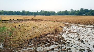মৌলভীবাজারে আবারও বৃষ্টি: নষ্ট হচ্ছে আমন ধান ও শীতকালীন সবজী