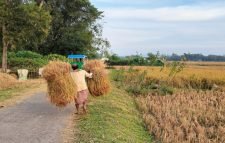 শ্রীমঙ্গলে রোপা আমন কাটা ও মাড়াই উৎসবে মেতেছেন চাষিরা