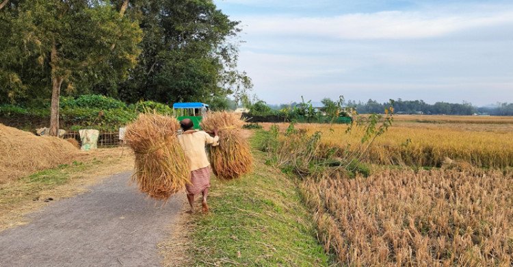 শ্রীমঙ্গলে রোপা আমন কাটা ও মাড়াই উৎসবে মেতেছেন চাষিরা
